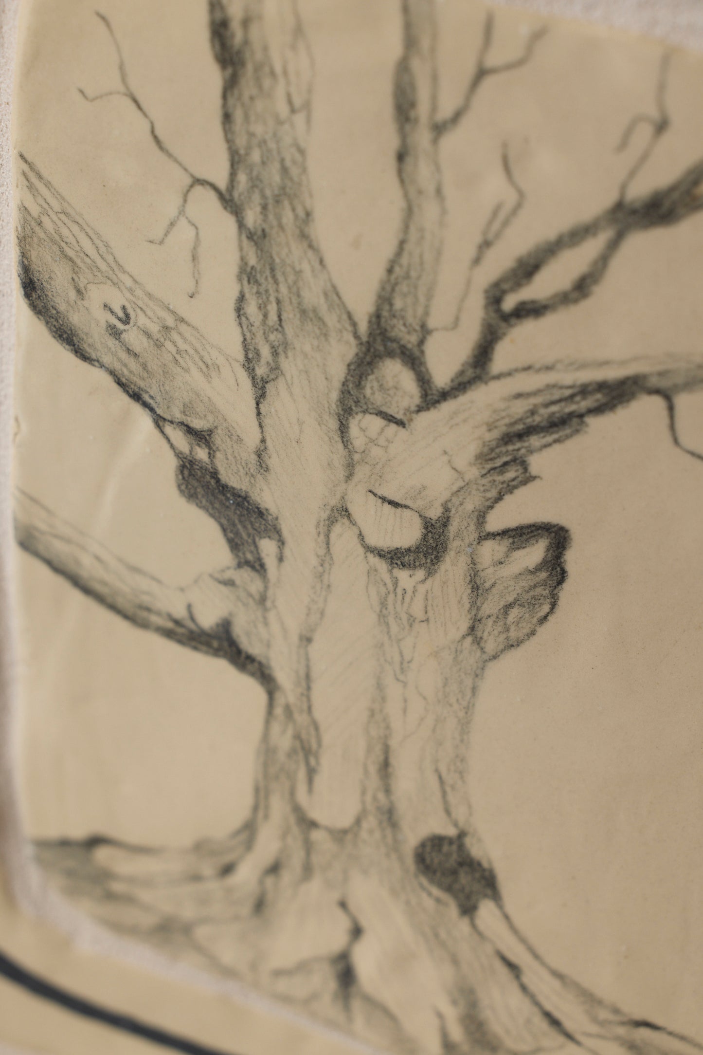 Den gamle eg - Charlotte K. Dethlefsen