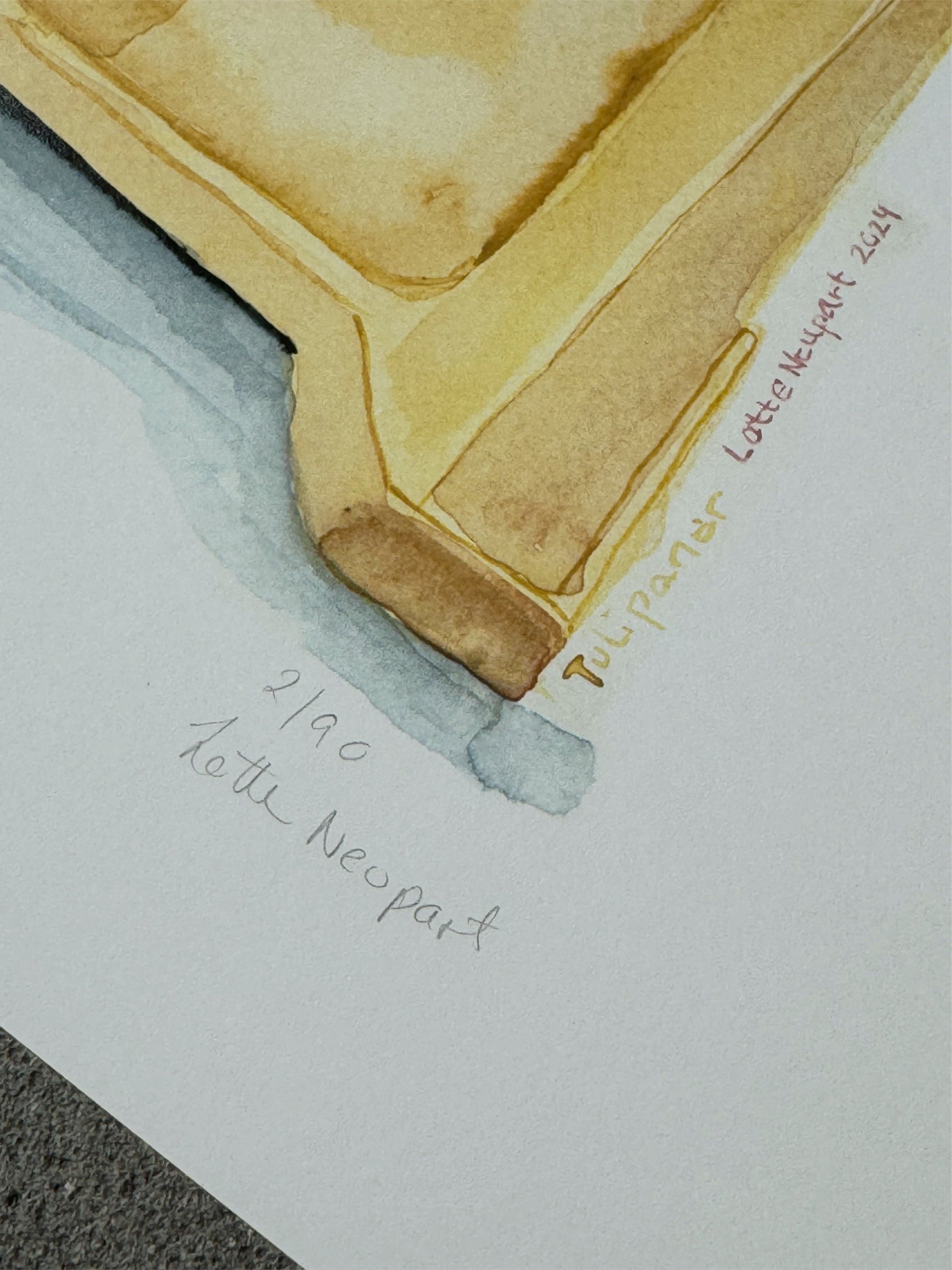 Tulipaner
