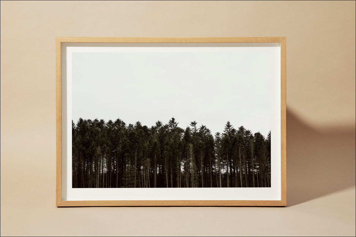 Andreas Houmann - Vilsbøl Plantage