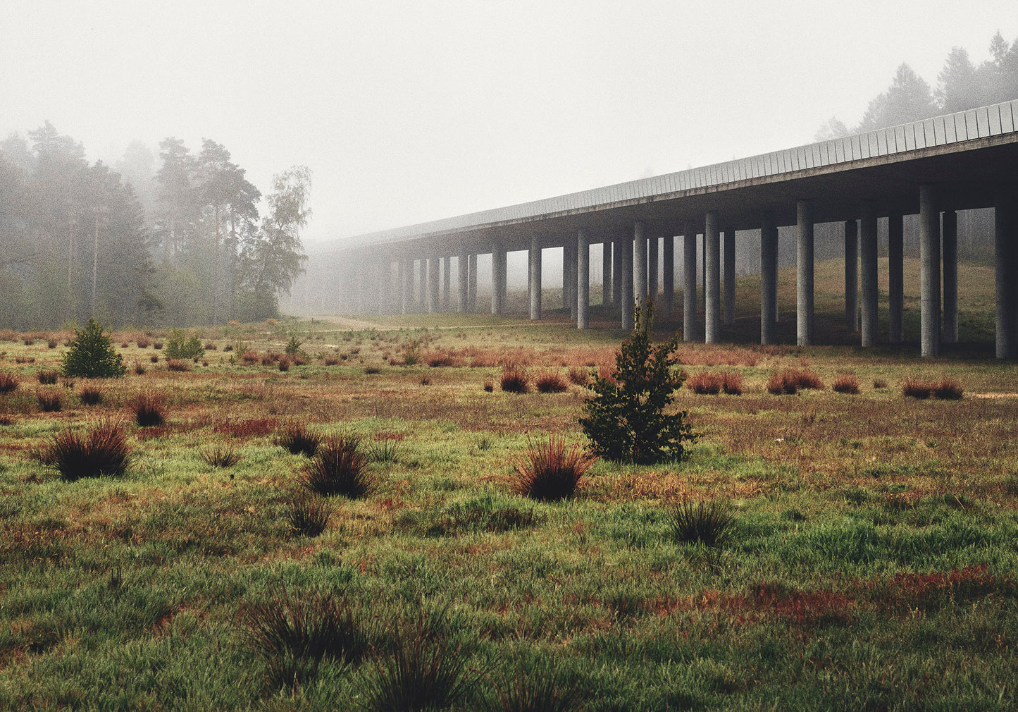 Highway Forest #1 - Andreas Houmann